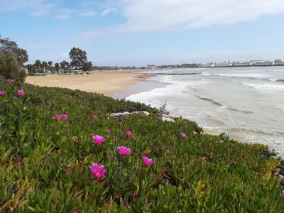a beach with pink flowers and the ocean at Pisoelpuerto in El Puerto de Santa María