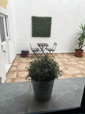 a potted plant sitting on a table in a room at Lofts Miriam in Cádiz