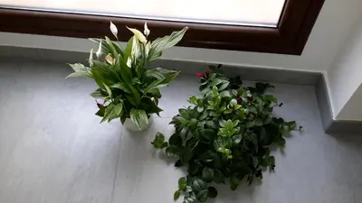 two plants on a wall next to a window at La Pandorga in Sanlúcar de Barrameda