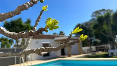 a branch of a tree next to a swimming pool at Vivienda Rural Atlántico Sur & Familias in Conil de la Frontera