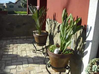 three potted plants are sitting on a patio at La Posada de Menchu in Sanlúcar de Barrameda