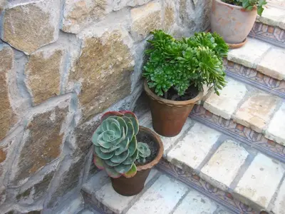 a group of potted plants sitting on a stone wall at La Posada de Menchu in Sanlúcar de Barrameda