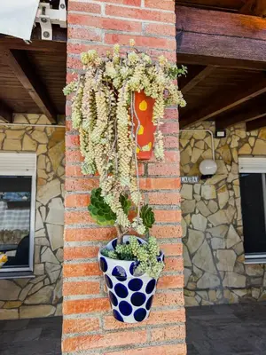 a plant in a pot on a brick wall at Villa Rosal- Solo familias y parejas in Conil de la Frontera