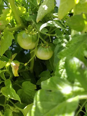 two green tomatoes are growing on a tree at El Vivero in Chiclana de la Frontera