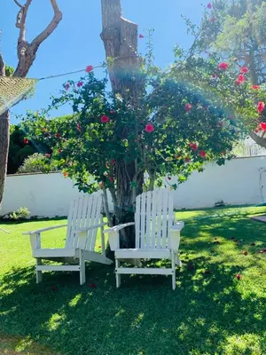 two white chairs sitting next to a tree with roses at Villa Cai in Chiclana de la Frontera