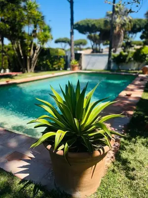 a plant in a pot next to a swimming pool at Villa Cai in Chiclana de la Frontera