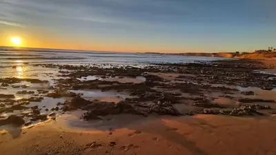 a beach with a group of animals on the sand at Modern design apartament in Conil! in Conil de la Frontera
