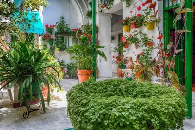 a garden with a large green bush in front of a building at Apartamentos Jerez in Jerez de la Frontera