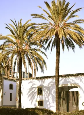two palm trees in front of a white building at Entre Bodegas Jerez in Jerez de la Frontera
