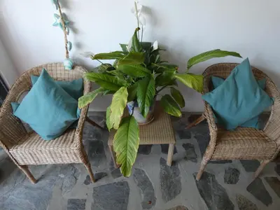 two wicker chairs and a potted plant on a table at Villa Lolo de design con Piscina, Jardin y Parking exclusivo in Chiclana de la Frontera