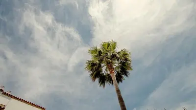 a palm tree in front of a cloudy sky at Apartamentos Turísticos La Carrajolilla in Chiclana de la Frontera
