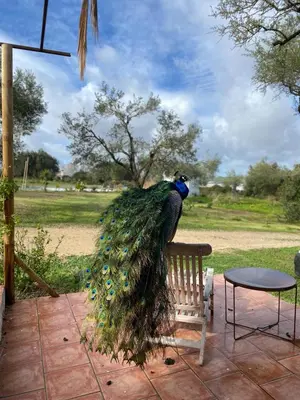 a peacock is sitting on a bench at bungalow entre mer et montagne in Arcos de la Frontera