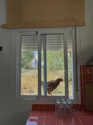 a chicken looking out the window of a kitchen at bungalow entre mer et montagne in Arcos de la Frontera