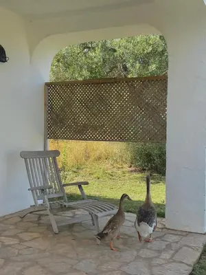 two ducks walking next to a bench and a chair at bungalow entre mer et montagne in Arcos de la Frontera