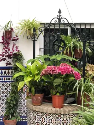 a bunch of plants in pots on a table at Hostal Mellizo in Lebrija