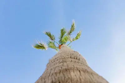 a palm tree growing out of a straw hat at Apartamento Malibu Cadiz playa in Cádiz