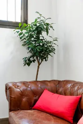 a red pillow sitting on a brown couch with a plant at SH El Teatro. Dúplex industrial en el Falla. in Cádiz