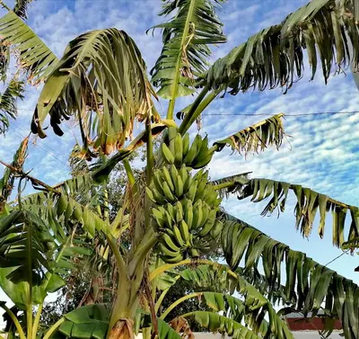 a bunch of bananas hanging from a banana tree at Mis Princesas en Casablanca in Chiclana de la Frontera