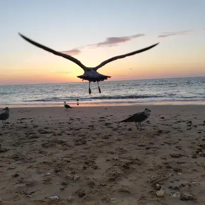 Apartamento La Gaviota