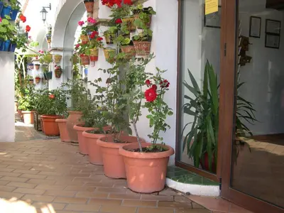 a row of potted plants on the side of a building at Hotel Cortijo Los Gallos in Chiclana de la Frontera