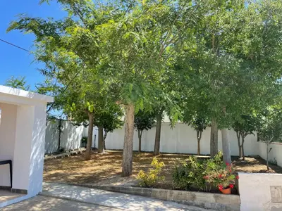 a row of trees in a yard next to a fence at Chalet en Conil, descansa y disfruta BBQ AIRE PISCINA PARKING in Conil de la Frontera