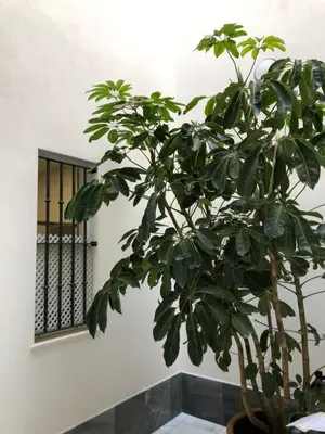 a plant in a pot next to a window at Jano PuertaTierra in Cádiz