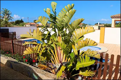a plant with yellow and green leaves next to a fence at Chalet con piscina privada in Conil de la Frontera