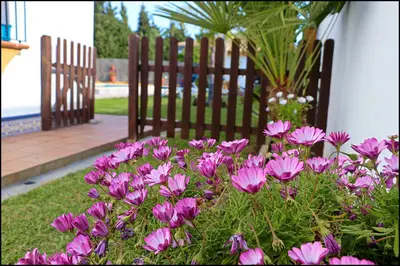 a bunch of purple flowers in front of a fence at Chalet con piscina en Roche Viejo in Conil de la Frontera