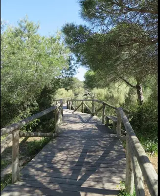 a wooden bridge over a field with trees at Apartamento Playa de Punta Candor in Rota
