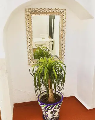 a plant in a vase in front of a mirror at Número 9 in Medina Sidonia