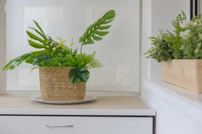 two potted plants sitting on top of a dresser at Casa Ros-PLAYA free parking by Cadiz4Rentals in Cádiz