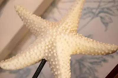 a large white starfish on a table at Sol y Vida, Apartamentos Living Sur in Sanlúcar de Barrameda