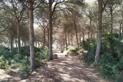Gallery image of Tranquila Casa de Madera in Chiclana de la Frontera