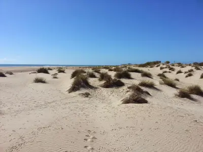 a field of sand with plants in the desert at Luminoso apartamento en playa las redes, entorno natural pinares y dunas. Wifi in El Puerto de Santa María