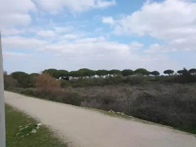 a dirt road next to a field with trees at TU DENSCANSO EN VALDELAGRANA FRENTE AL MAR in El Puerto de Santa María