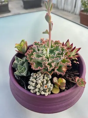 a purple bowl filled with succulent plants on a table at Chipibeach B&B, Hostal Boutique in Chipiona