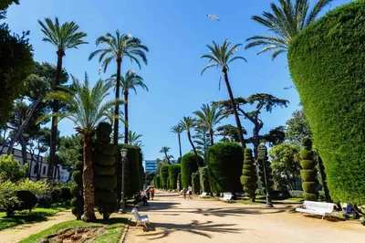 a row of palm trees in a park at Puerta San FELIX free parking by Cadiz4Rentals in Cádiz