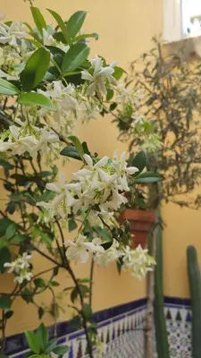 a bunch of white flowers on a plant at Dormir en Cádiz in Cádiz