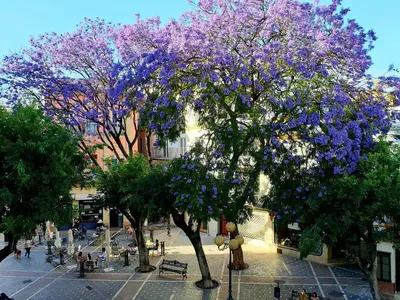 a tree with purple flowers on it in a courtyard at Sherryflat Senovilla in Jerez de la Frontera