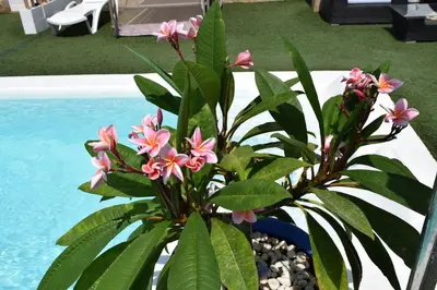 a plant with pink flowers next to a swimming pool at LOS TOCHOS in Chiclana de la Frontera