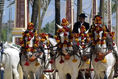 a group of white horses pulling a carriage at Miriam Costa de la luz in Jerez de la Frontera