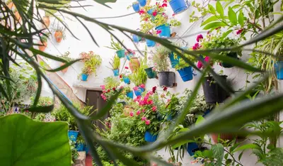 a building with lots of potted plants on it at Casa Arco de la Pastora in Medina Sidonia