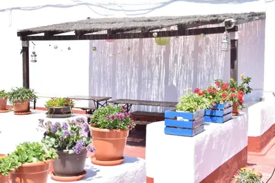 a group of potted plants on a patio at Apartamento La Discusión de Veedor 12 in Cádiz