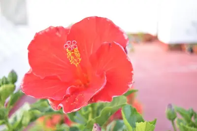 a red hibiscus flower in a garden at Apartamento La Discusión de Veedor 12 in Cádiz