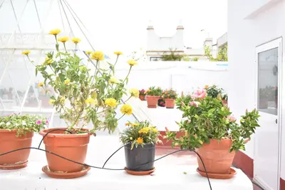 a group of potted plants on a window sill at Apartamento La Discusión de Veedor 12 in Cádiz