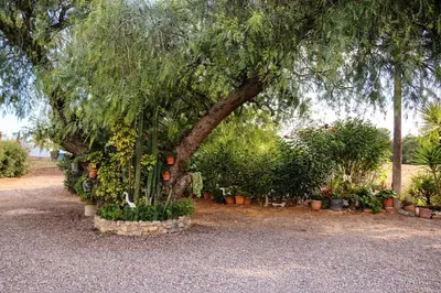 a tree with a bunch of potted plants under it at Chalet 2 dormitorios con piscina privada in Conil de la Frontera