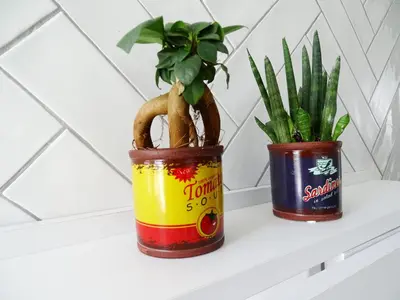 two potted plants are sitting on a shelf at El ático de los mosaicos in Cádiz
