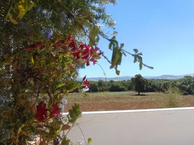a view of a field from behind a tree at Finca La Parrilla in Arcos de la Frontera