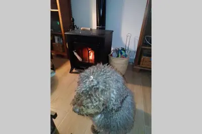 a dog sitting on the floor in front of a fireplace at La Puerta Azul in Bornos