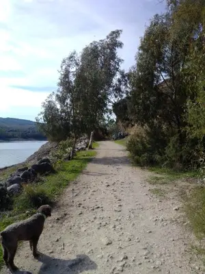a dog standing on a dirt road next to a lake at La Puerta Azul in Bornos